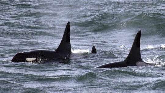 شاهد بالفيديو.. حادثة نادرة لحيتان تنفذ هجوم جماعي على أكبر مخلوقات الارض