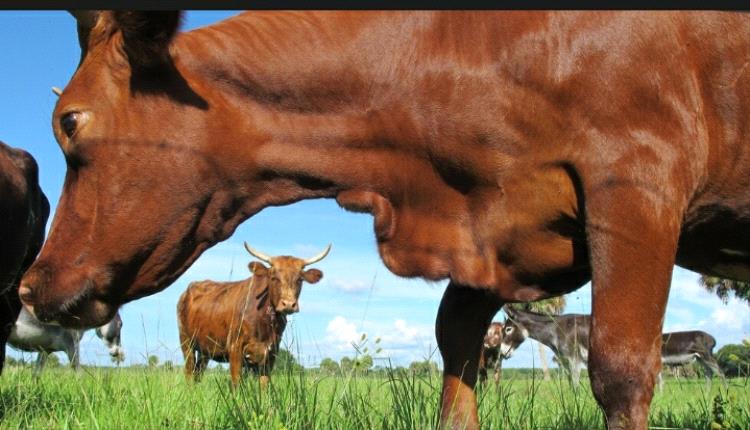 حظر اللحوم البرازيلية بسبب مرض جنون الأبقار