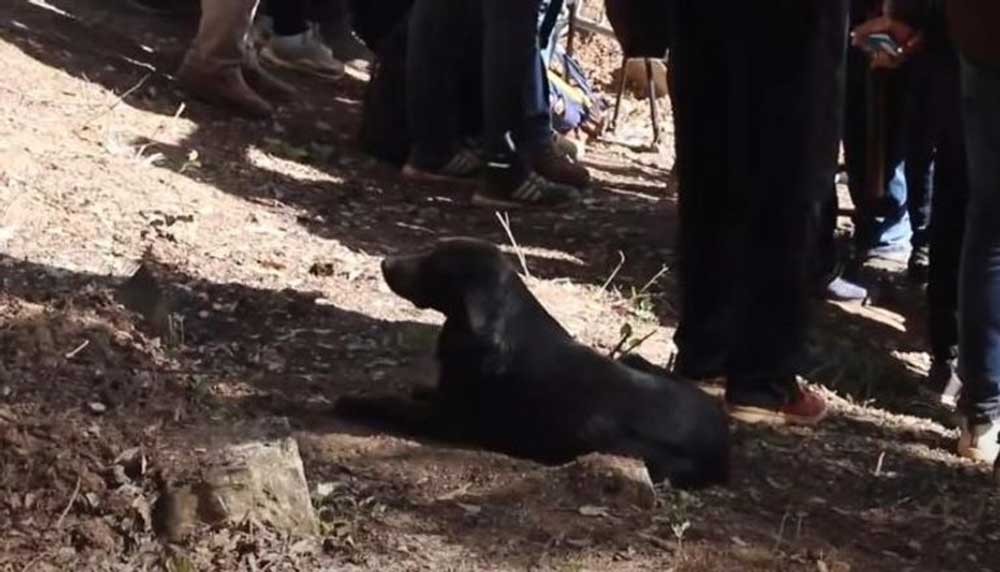كلب اسود يتبع جنازة الطفل المغربي ريان ويظل مرابطا الى جوار القبر ولم يفارقه .. (تعرف على قصته)
