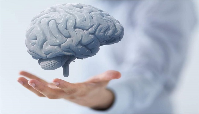 نعمة ربانية .. أطعمة تحسن بنية الدماغ و تغذي المخ وتقوي الذاكرة بشكل مذهل !