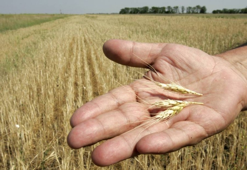 صادرات الحبوب الأوكرانية سترتفع إلى 2 مليون طن 