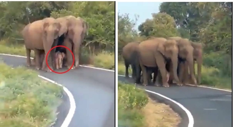 فيديو رائع لمجموعة فيلة يحيطون بالكامل بصغير فيل مولود حديثا 